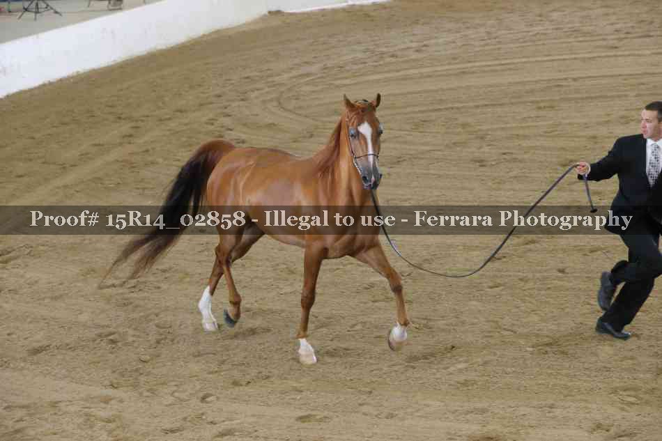 Proof Number 15R14_02858