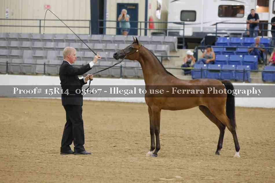 Proof Number 15R14_03667