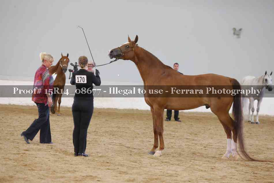 Proof Number 15R14_08677