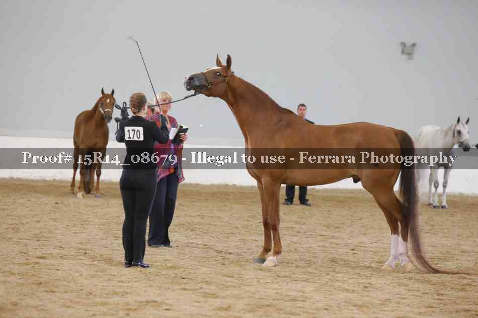 Proof Number 15R14_08679