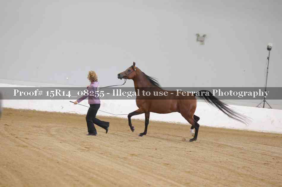 Proof Number 15R14_08255
