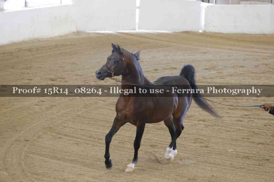 Proof Number 15R14_08264