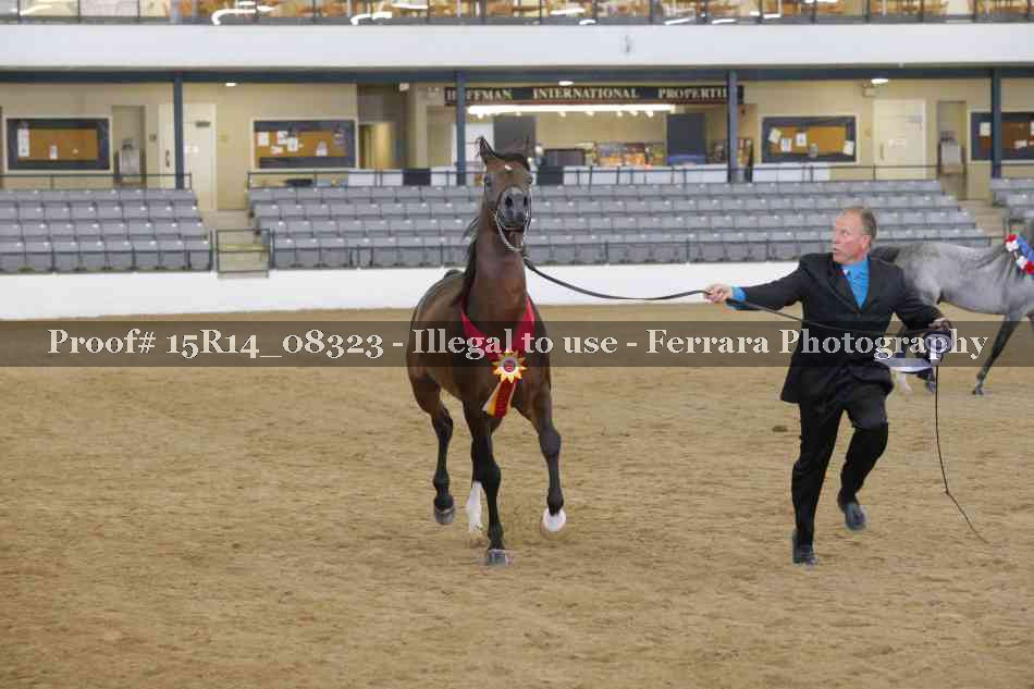 Proof Number 15R14_08323