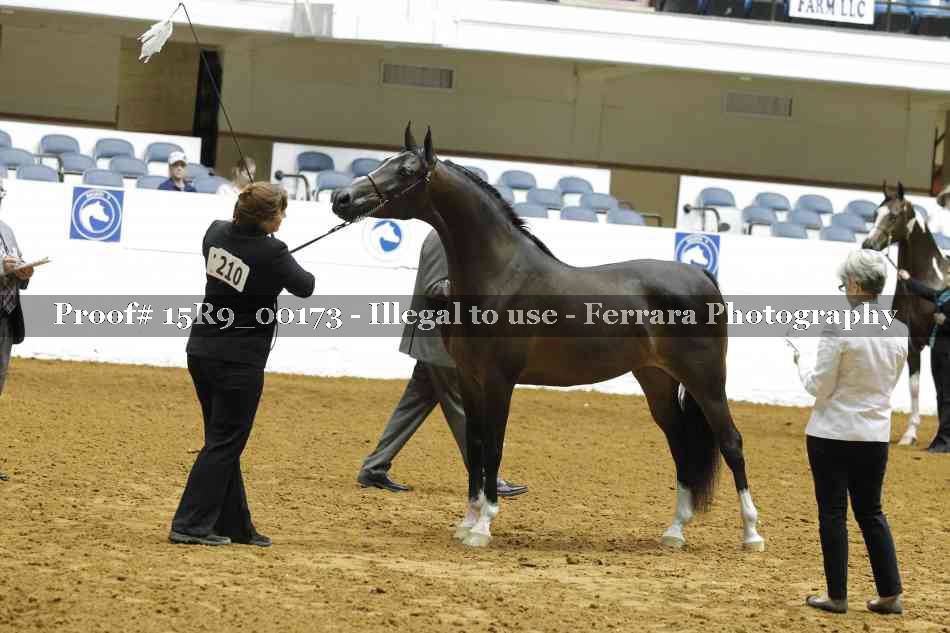 Proof Number 15R9_00173