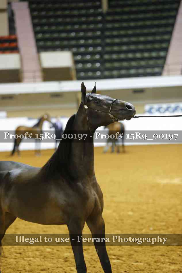 Proof Number 15R9_00197