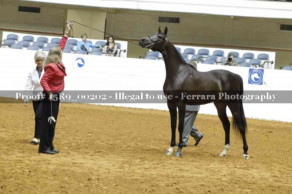 Proof Number 15R9_00202