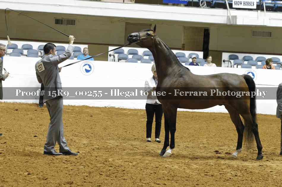Proof Number 15R9_00255