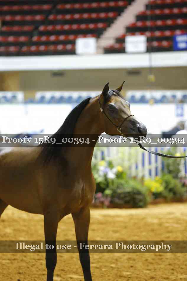 Proof Number 15R9_00394