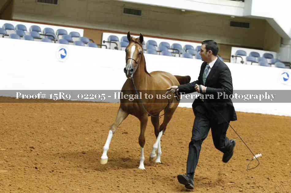 Proof Number 15R9_02205