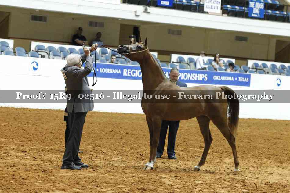 Proof Number 15R9_02516