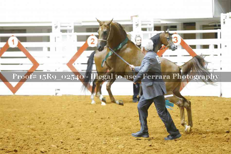 Proof Number 15R9_02540