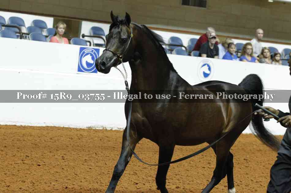 Proof Number 15R9_03755