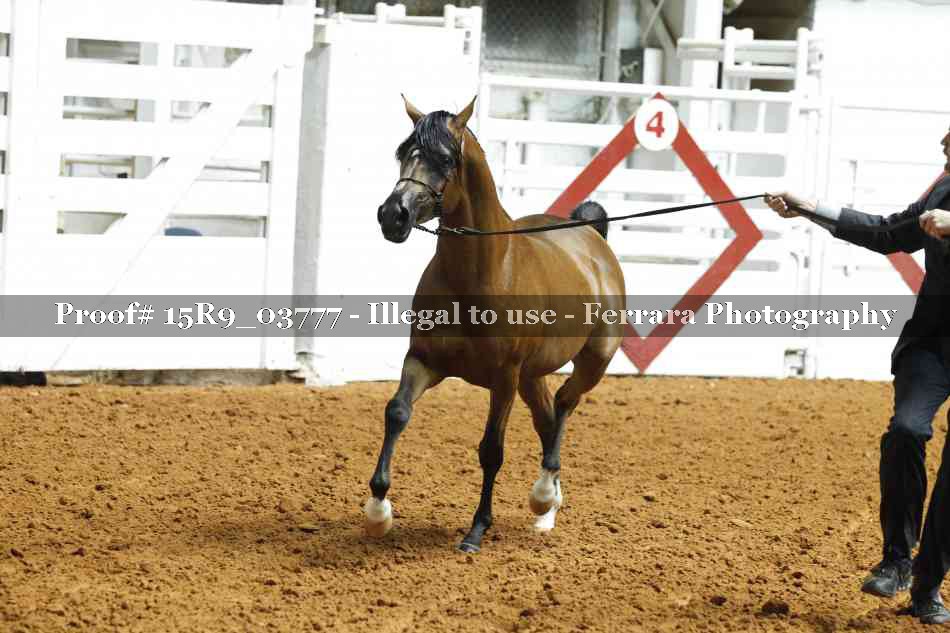 Proof Number 15R9_03777