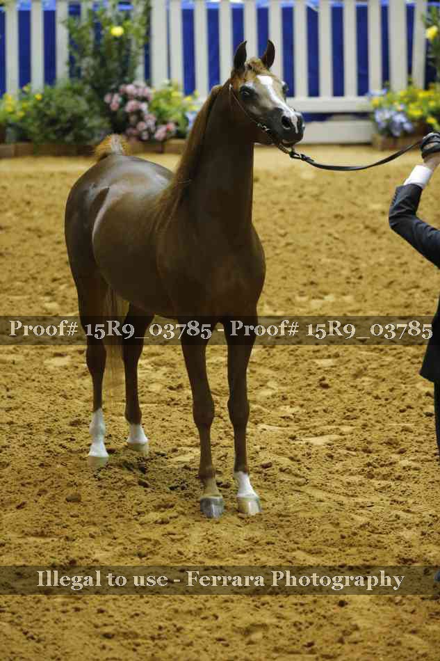 Proof Number 15R9_03785