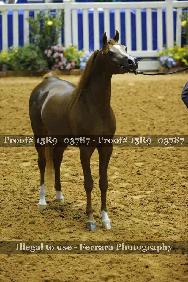 Proof Number 15R9_03787