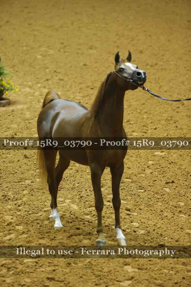 Proof Number 15R9_03790