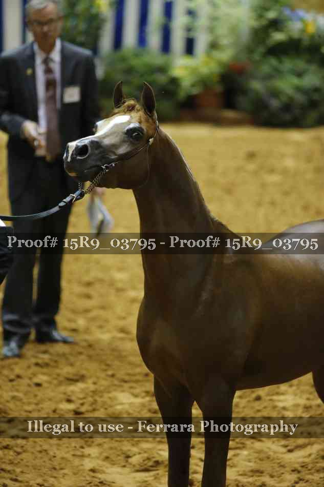 Proof Number 15R9_03795