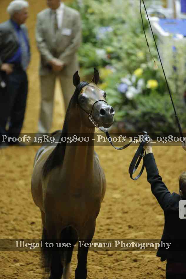 Proof Number 15R9_03800