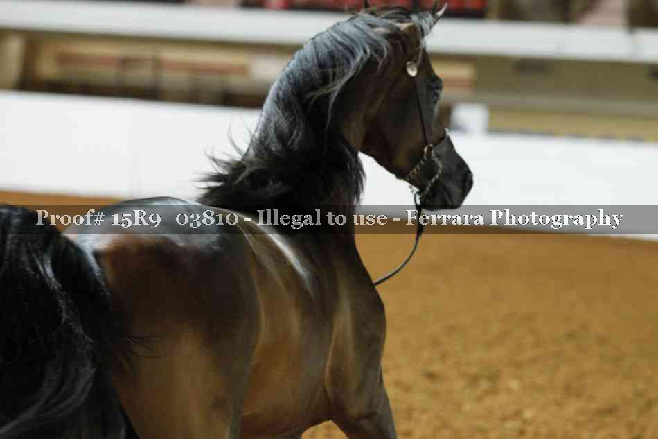Proof Number 15R9_03810