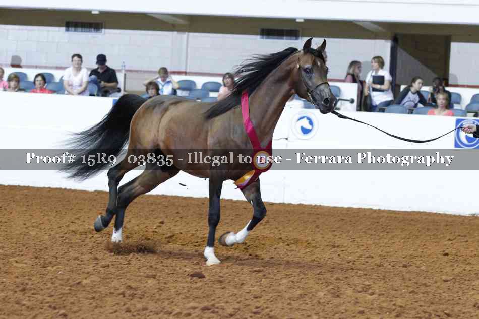 Proof Number 15R9_03835