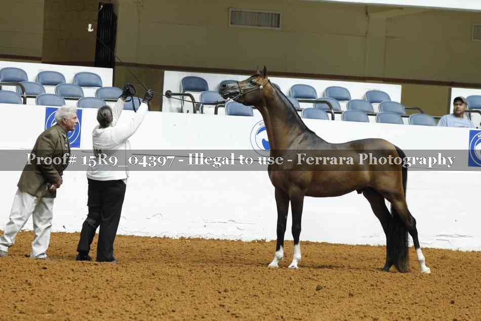 Proof Number 15R9_04397
