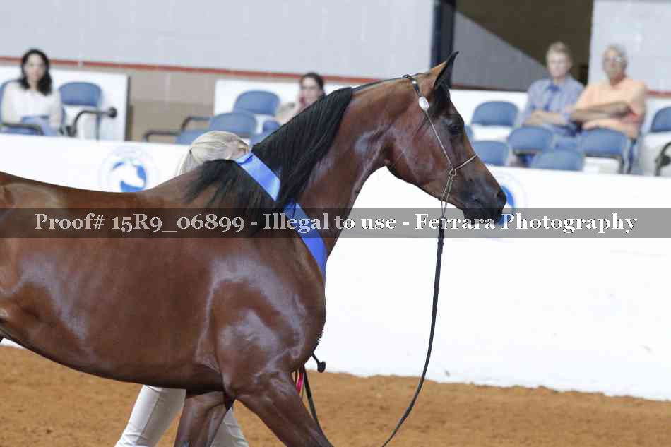 Proof Number 15R9_06899
