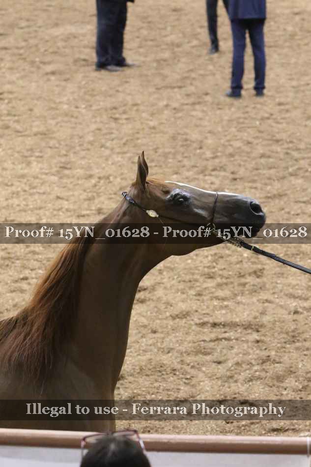 Proof Number 15YN_01628