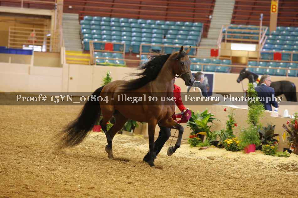 Proof Number 15YN_01804