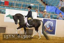 15YN_04540 thumbnail