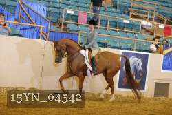 15YN_04542 thumbnail