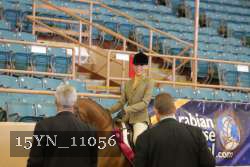 15YN_11056 thumbnail