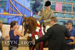 15YN_11079 thumbnail