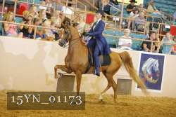 15YN_01173 thumbnail