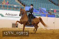 15YN_05875 thumbnail