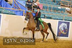 15YN_04200 thumbnail