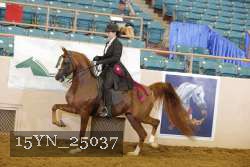 15YN_25037 thumbnail