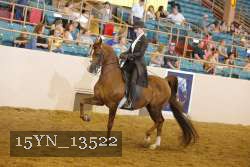 15YN_13522 thumbnail