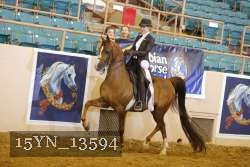 15YN_13594 thumbnail