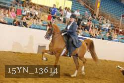 15YN_13614 thumbnail