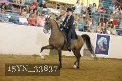 15YN_33837 thumbnail