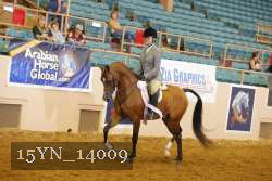 15YN_14009 thumbnail