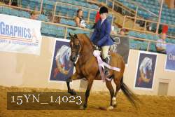 15YN_14023 thumbnail