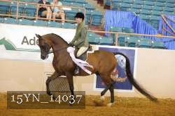 15YN_14037 thumbnail