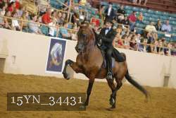 15YN_34431 thumbnail