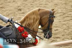 15YN_34670 thumbnail