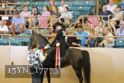 15YN_17773 thumbnail