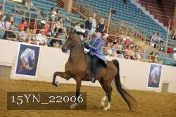 15YN_22006 thumbnail
