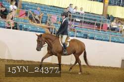 15YN_24377 thumbnail