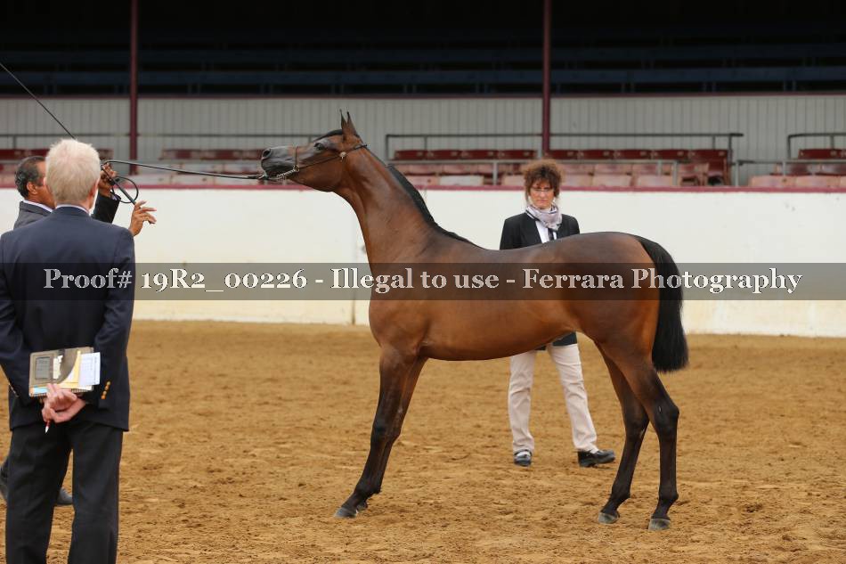 Proof Number 19R2_00226