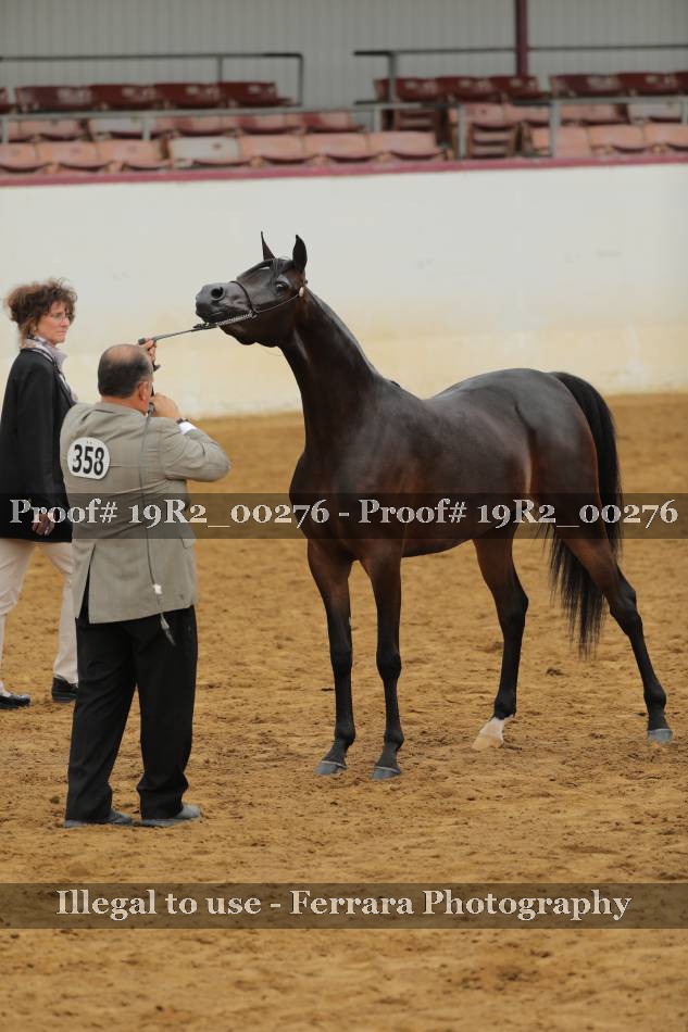 Proof Number 19R2_00276